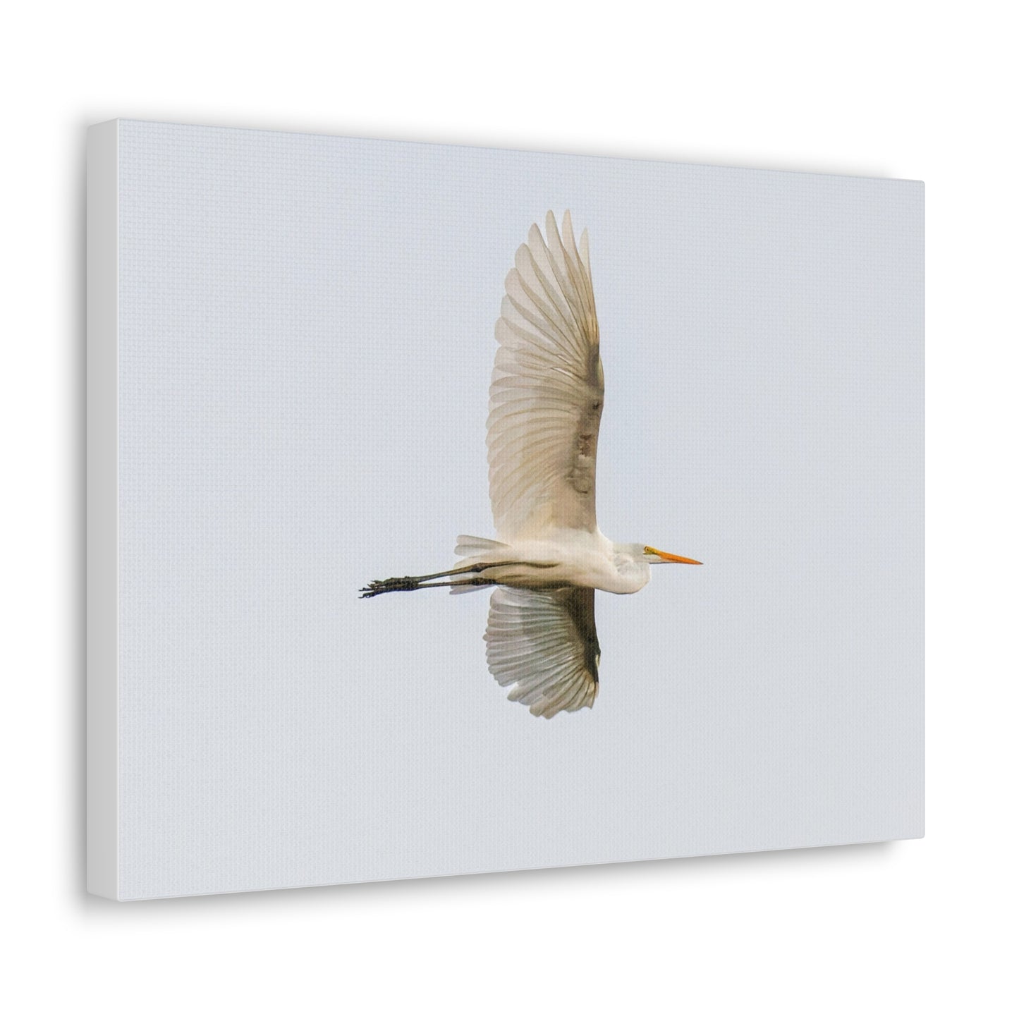 Flying Bird Canvas Gallery Wraps