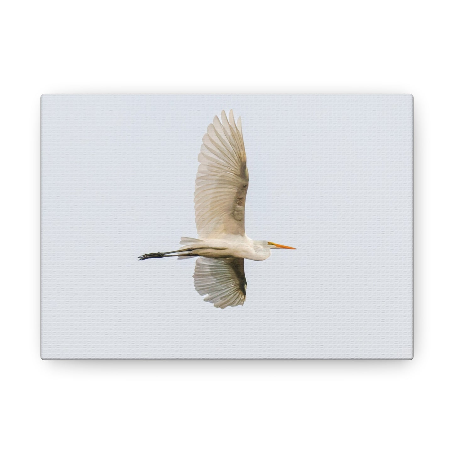 Flying Bird Canvas Gallery Wraps