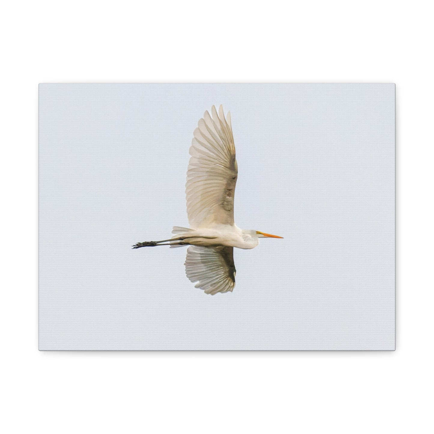 Flying Bird Canvas Gallery Wraps