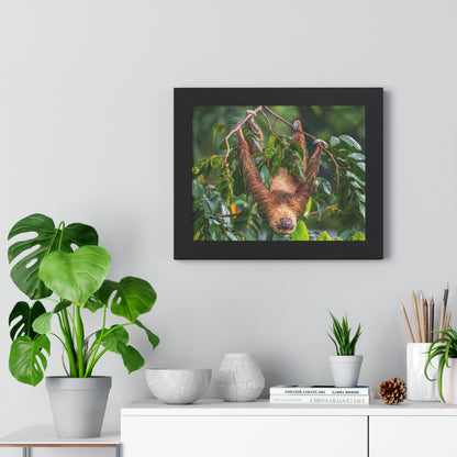 Sloth Framed Horizontal Poster