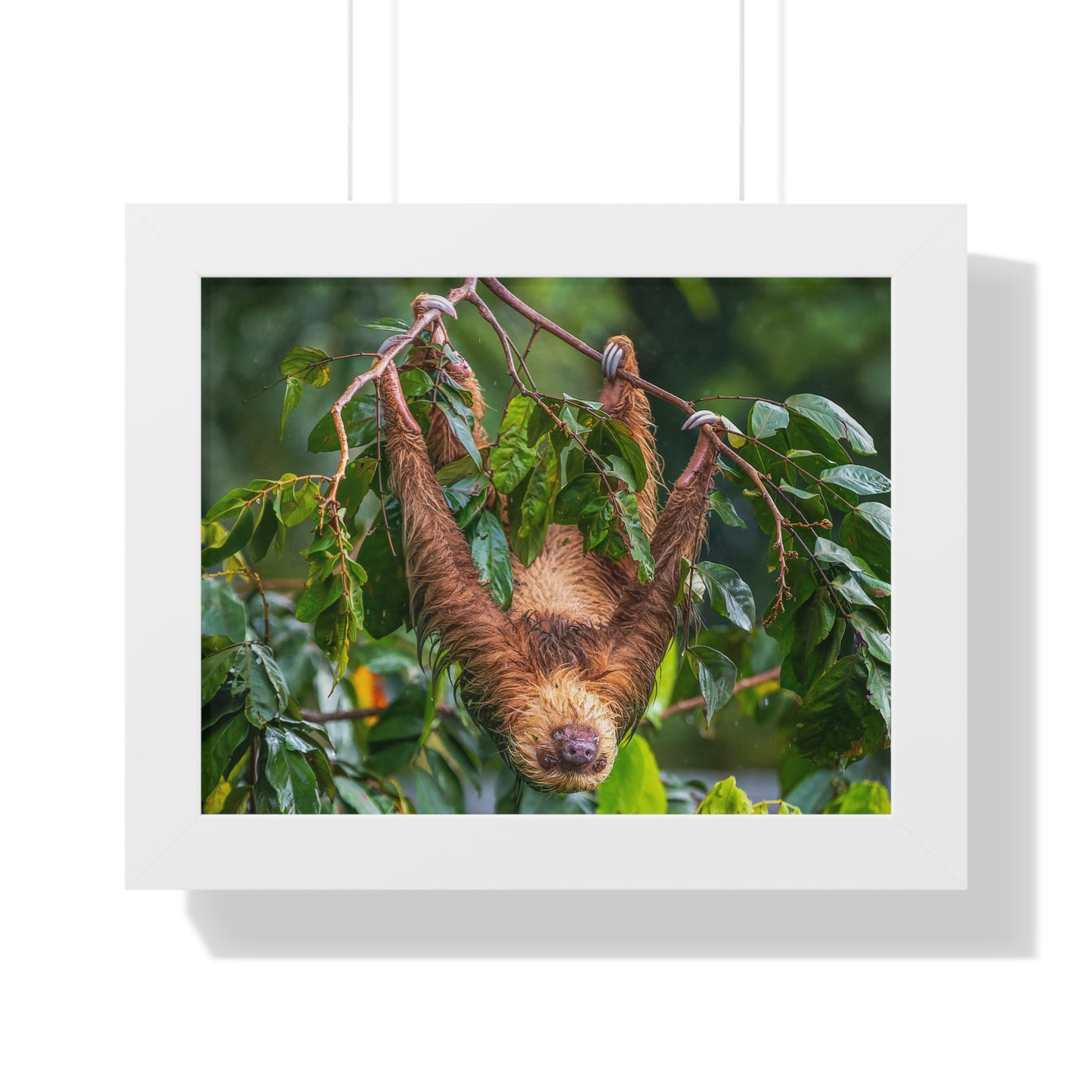 Sloth Framed Horizontal Poster