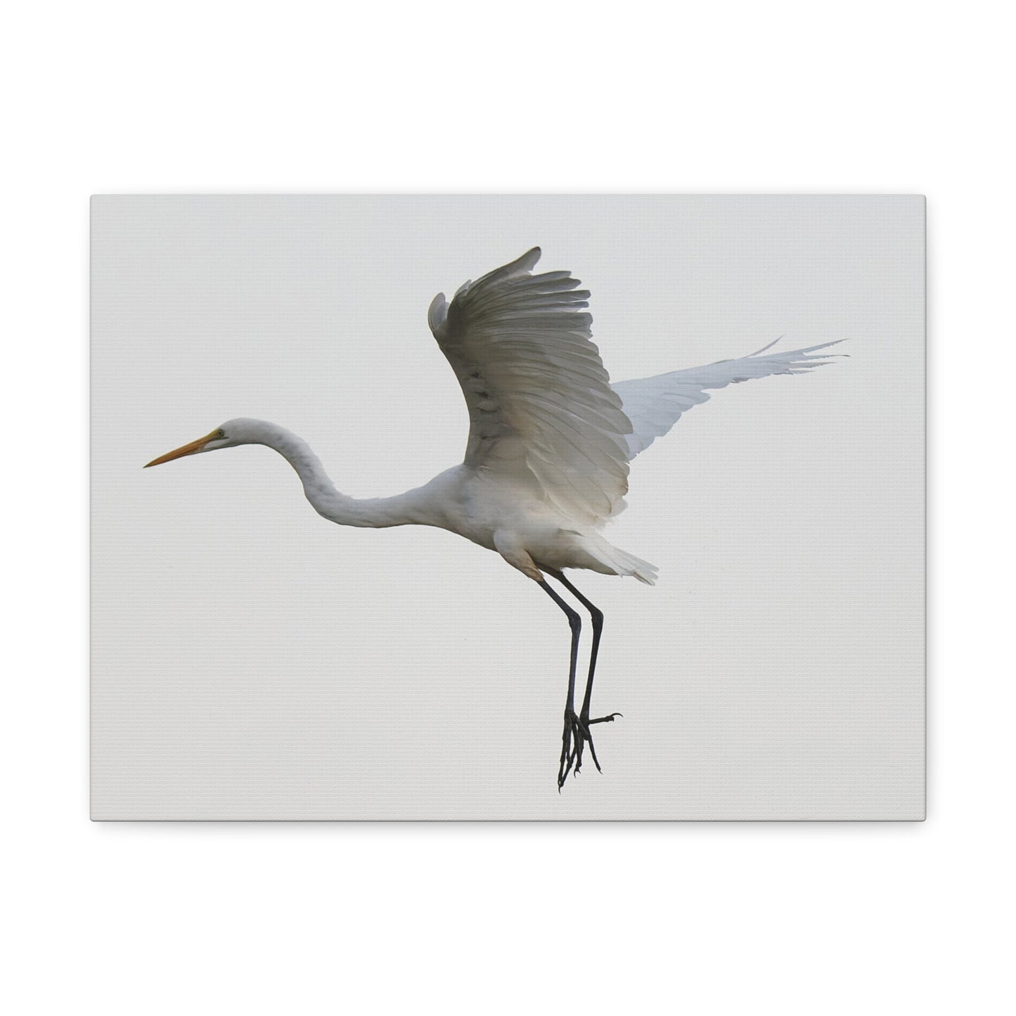 Flying Bird Canvas Gallery Wraps