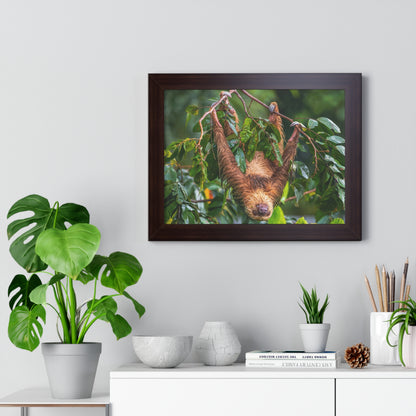 Sloth Framed Horizontal Poster