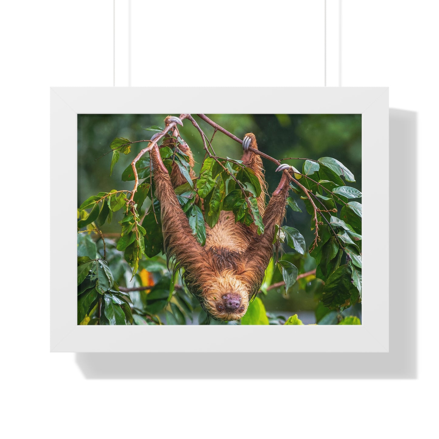 Sloth Framed Horizontal Poster