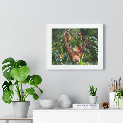 Sloth Framed Horizontal Poster