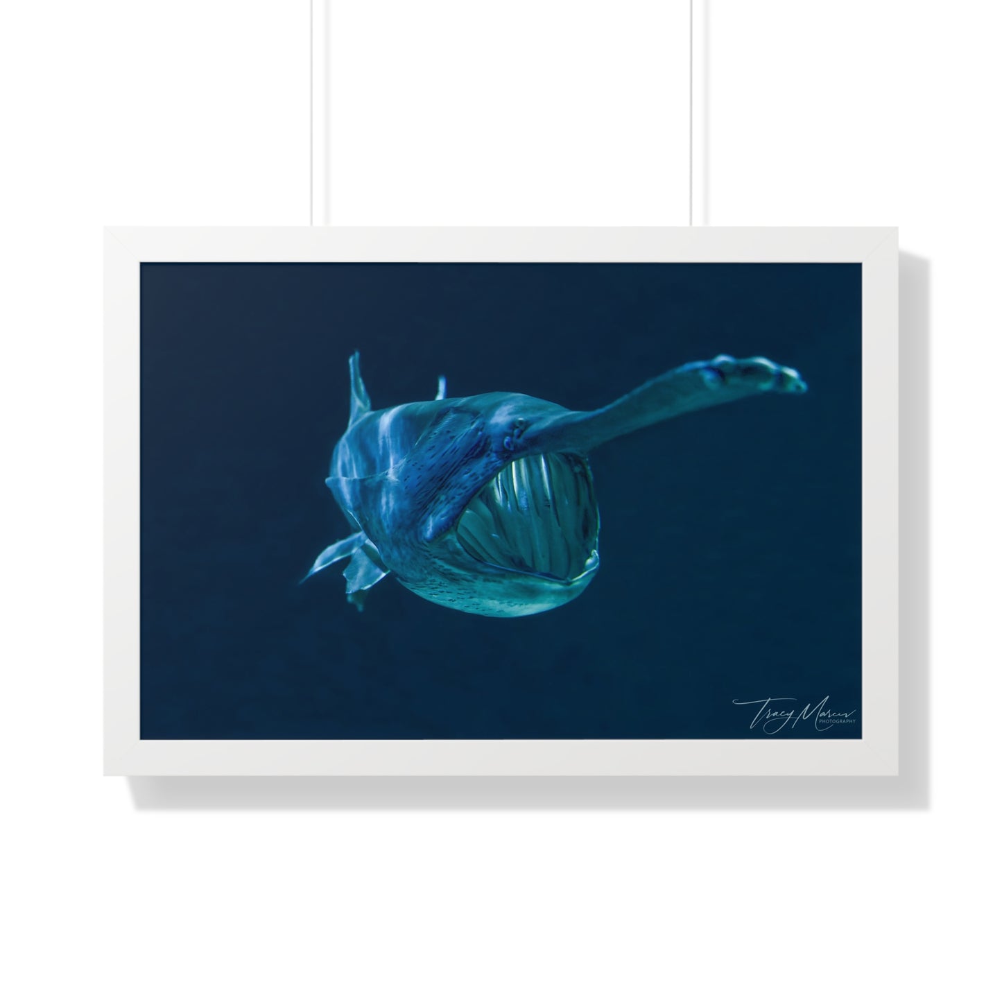 Framed shark Horizontal Poster