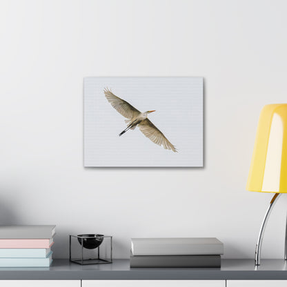 Flying Bird Canvas Gallery Wraps