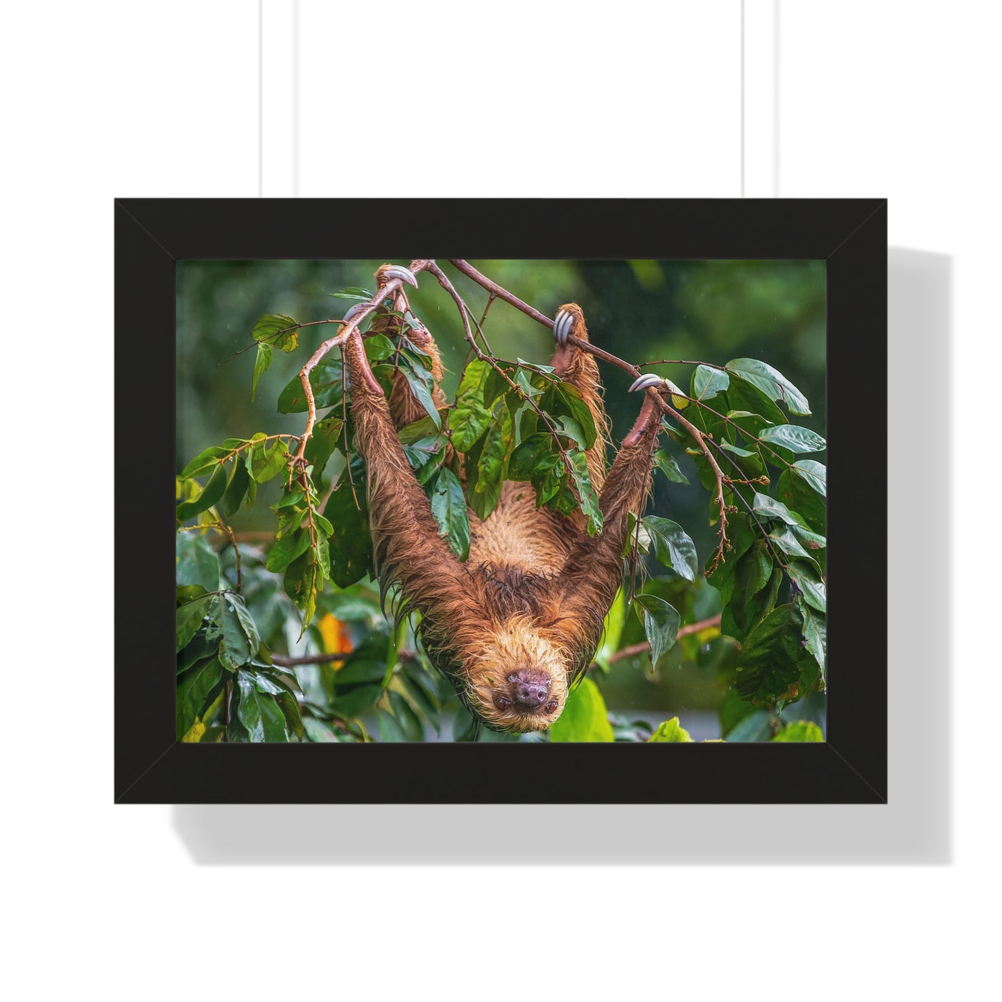 Sloth Framed Horizontal Poster