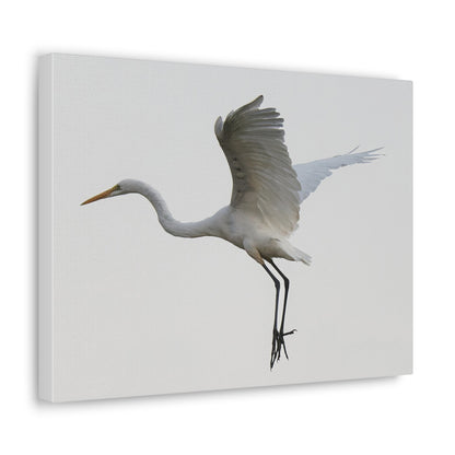 Flying Bird Canvas Gallery Wraps