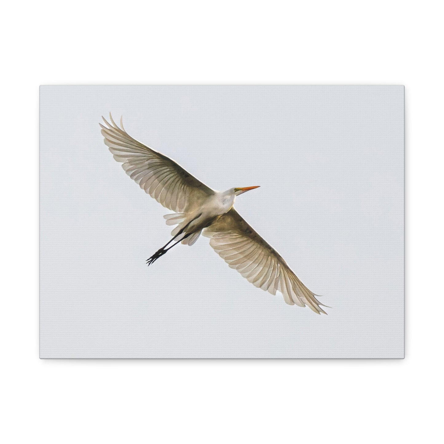 Flying Bird Canvas Gallery Wraps