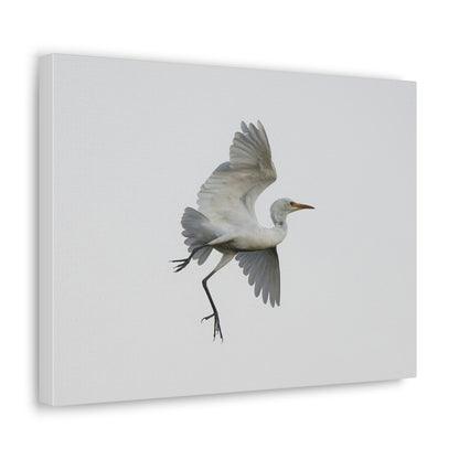 Flying Bird Canvas Gallery Wraps