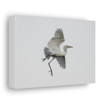 Flying Bird Canvas Gallery Wraps