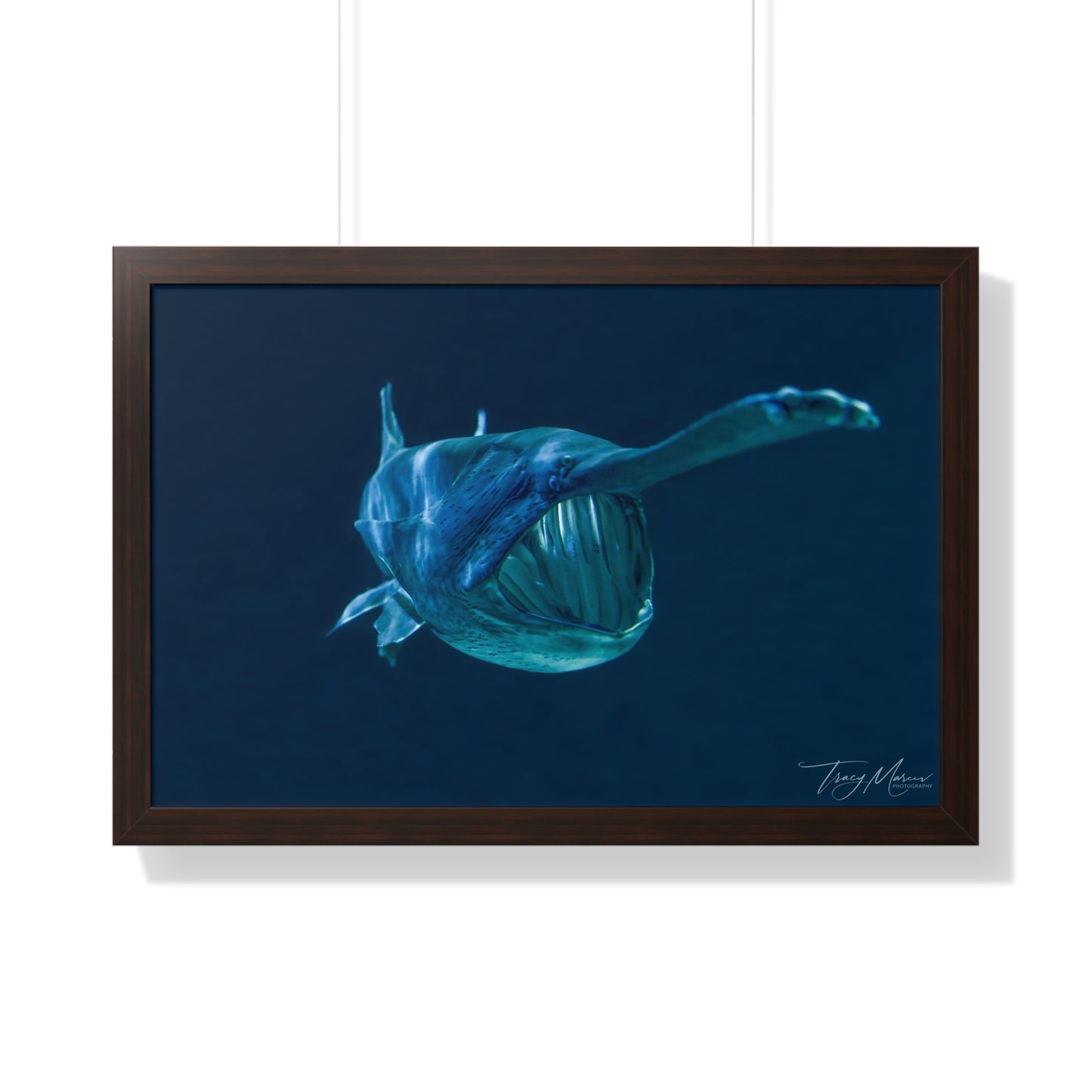 Framed shark Horizontal Poster