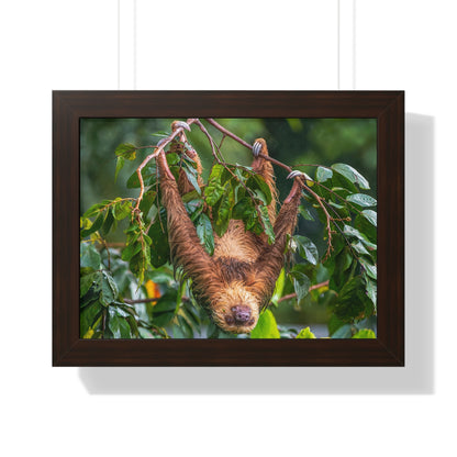 Sloth Framed Horizontal Poster