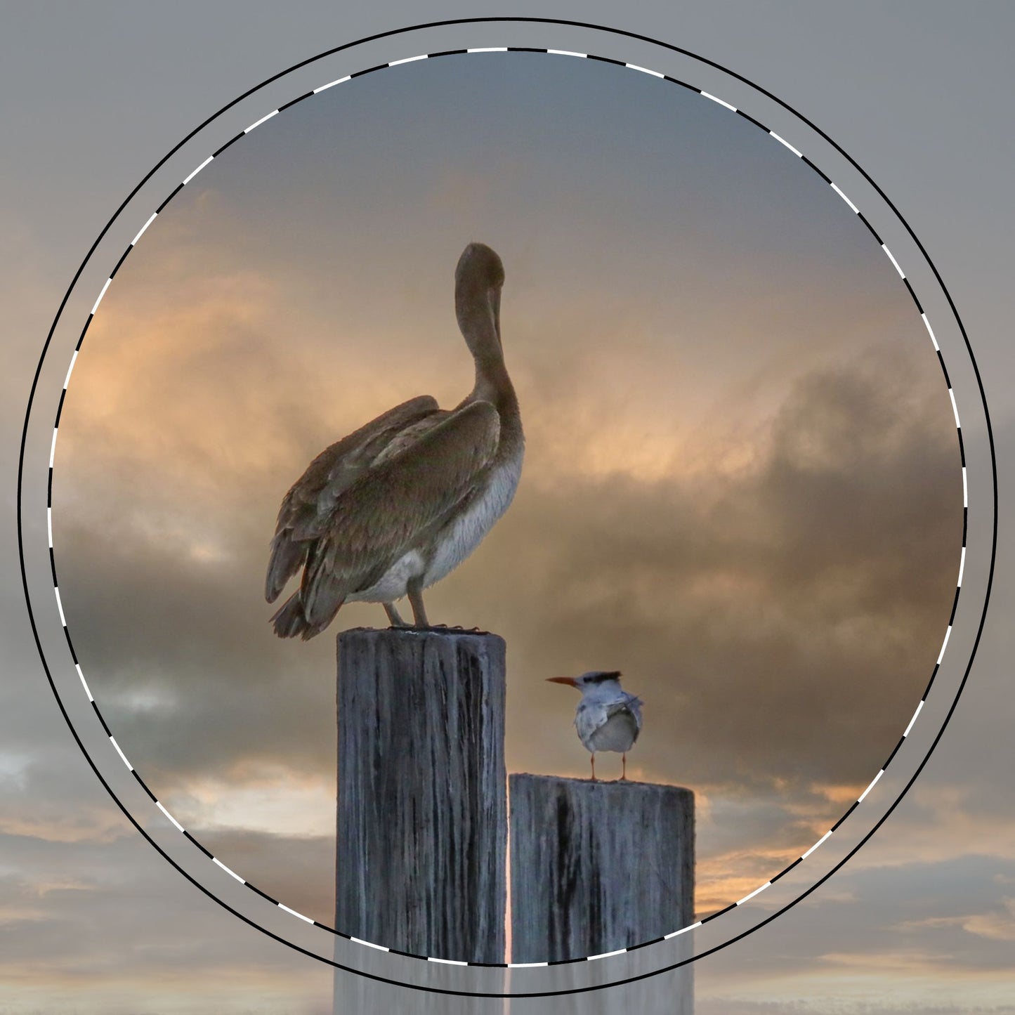 Pelican Ceramic Coaster