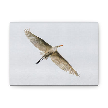 Flying Bird Canvas Gallery Wraps