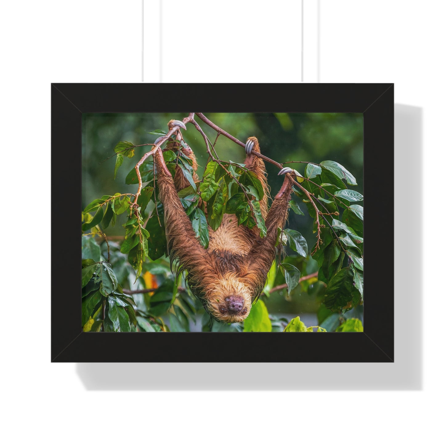 Sloth Framed Horizontal Poster