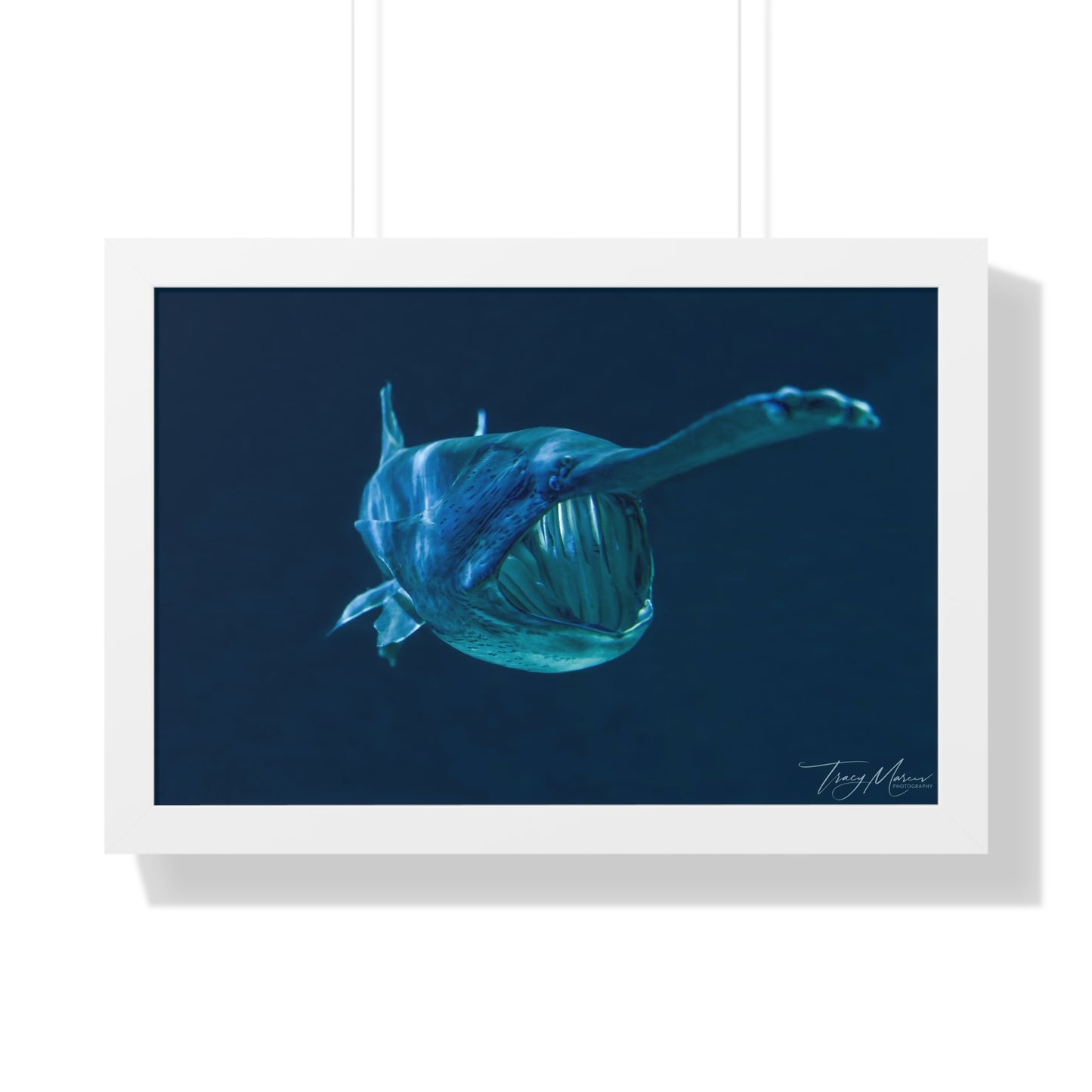 Framed shark Horizontal Poster