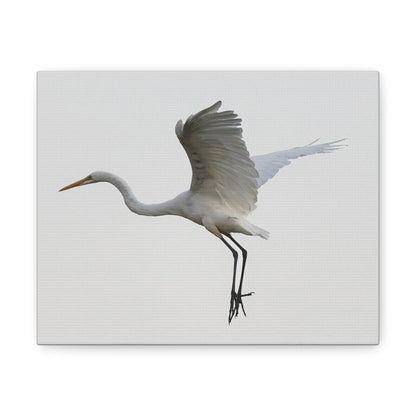 Flying Bird Canvas Gallery Wraps