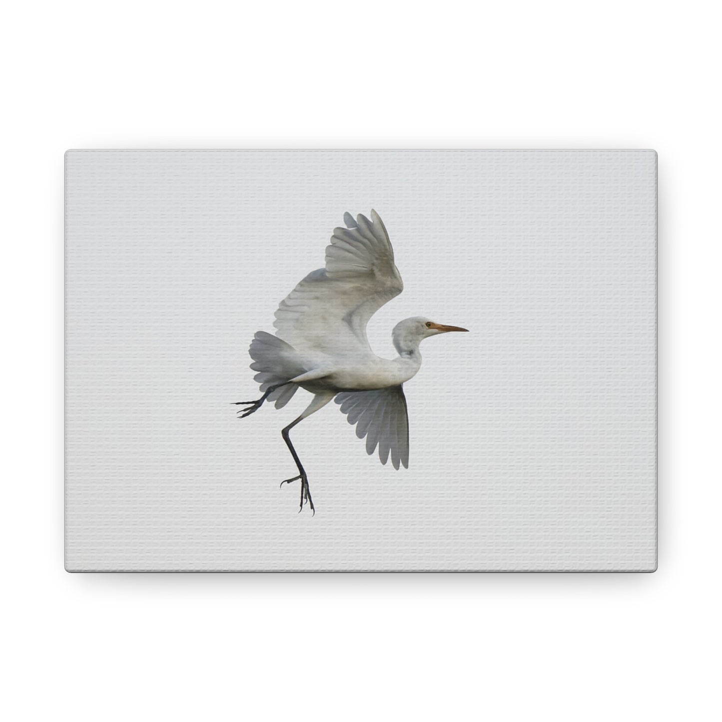 Flying Bird Canvas Gallery Wraps