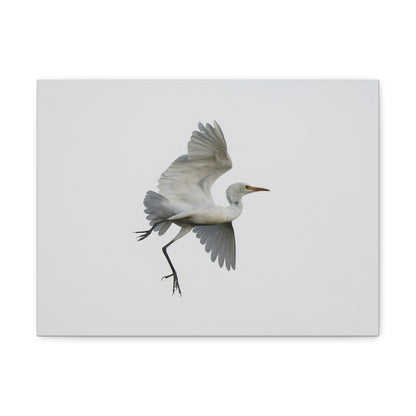 Flying Bird Canvas Gallery Wraps