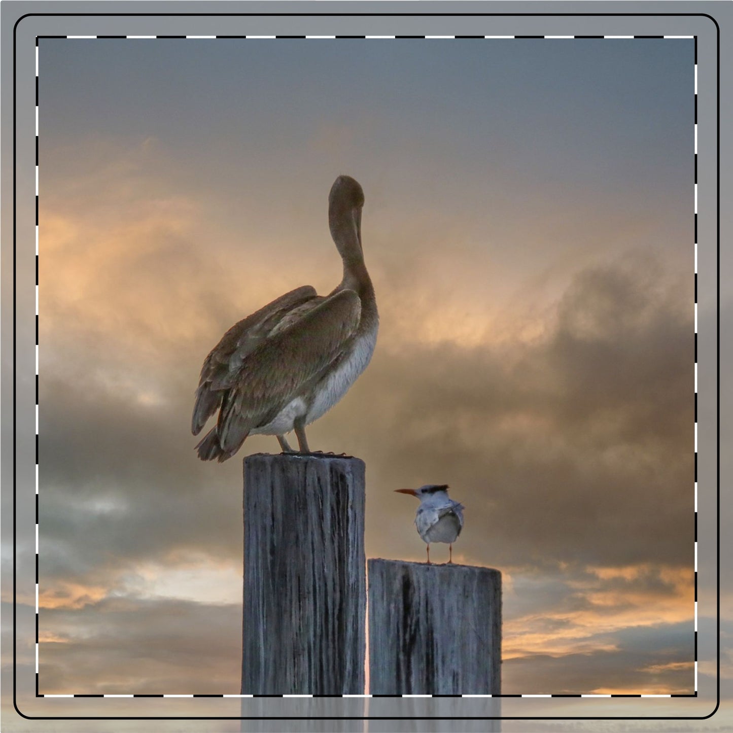 Pelican Ceramic Coaster