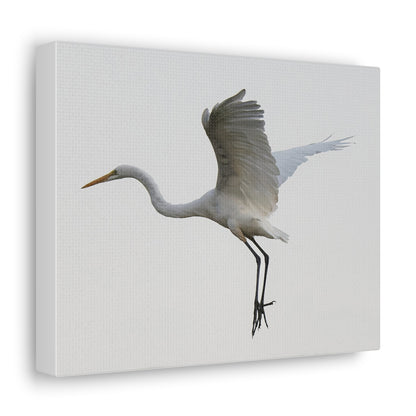 Flying Bird Canvas Gallery Wraps