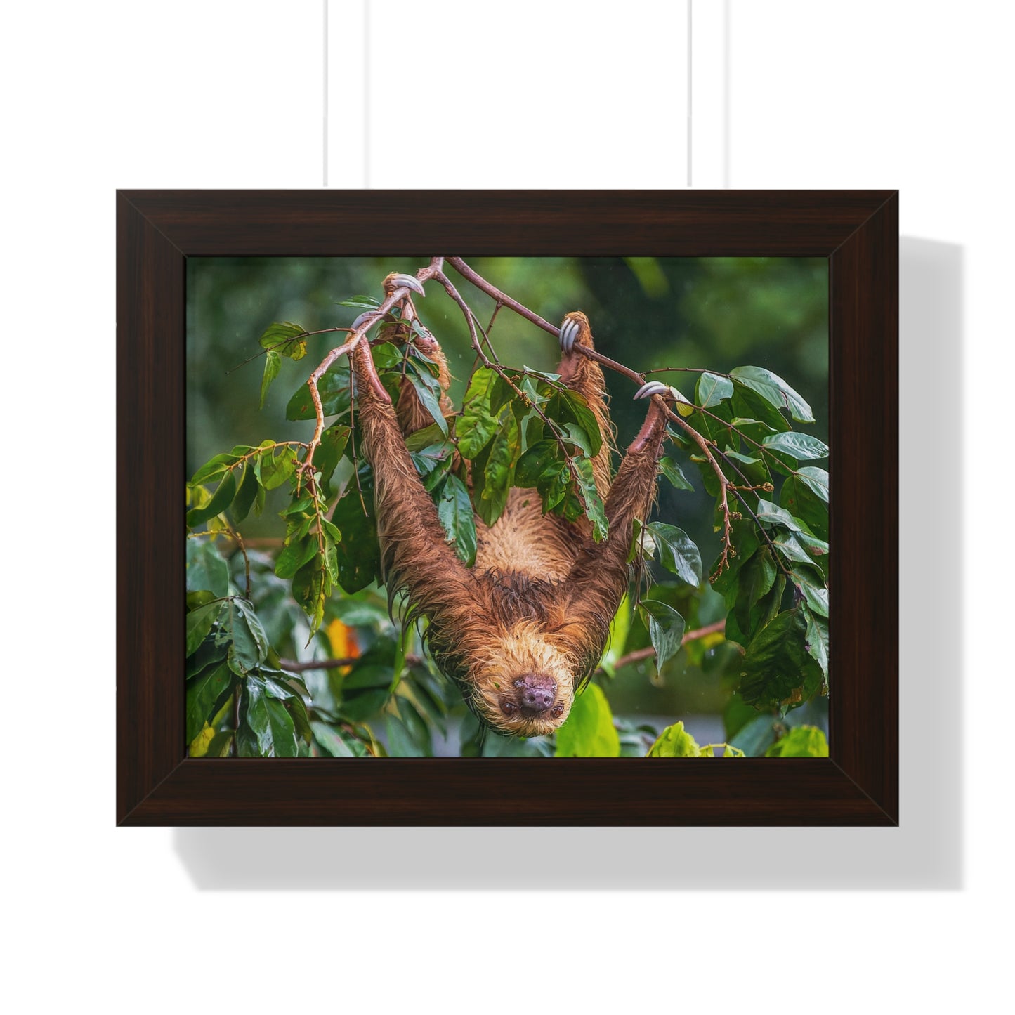 Sloth Framed Horizontal Poster