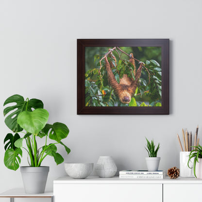 Sloth Framed Horizontal Poster