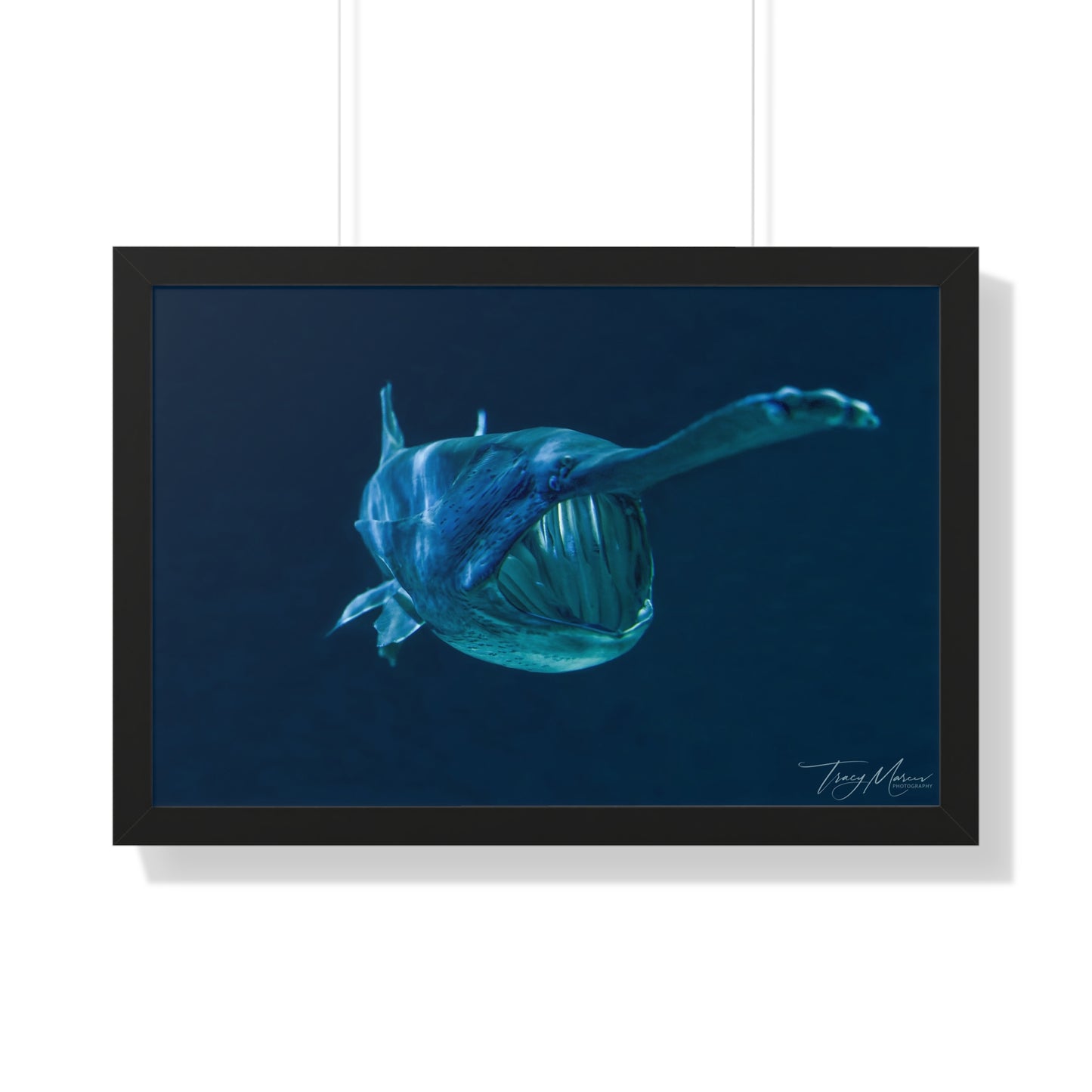 Framed shark Horizontal Poster