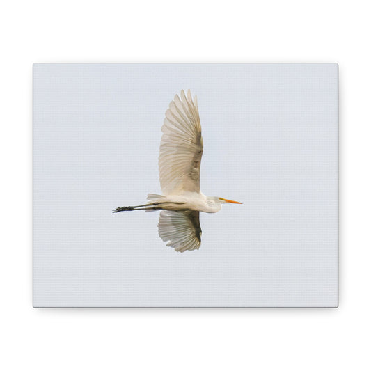 Flying Bird Canvas Gallery Wraps