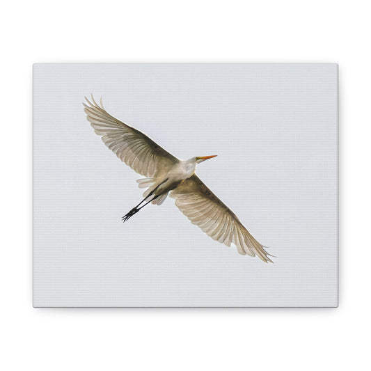 Flying Bird Canvas Gallery Wraps