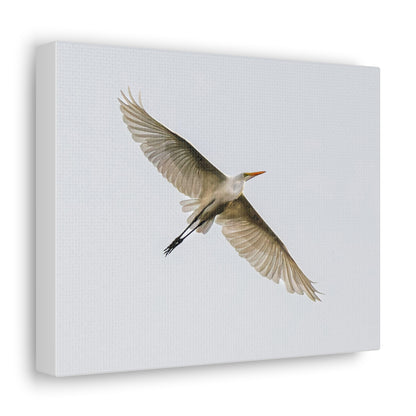 Flying Bird Canvas Gallery Wraps