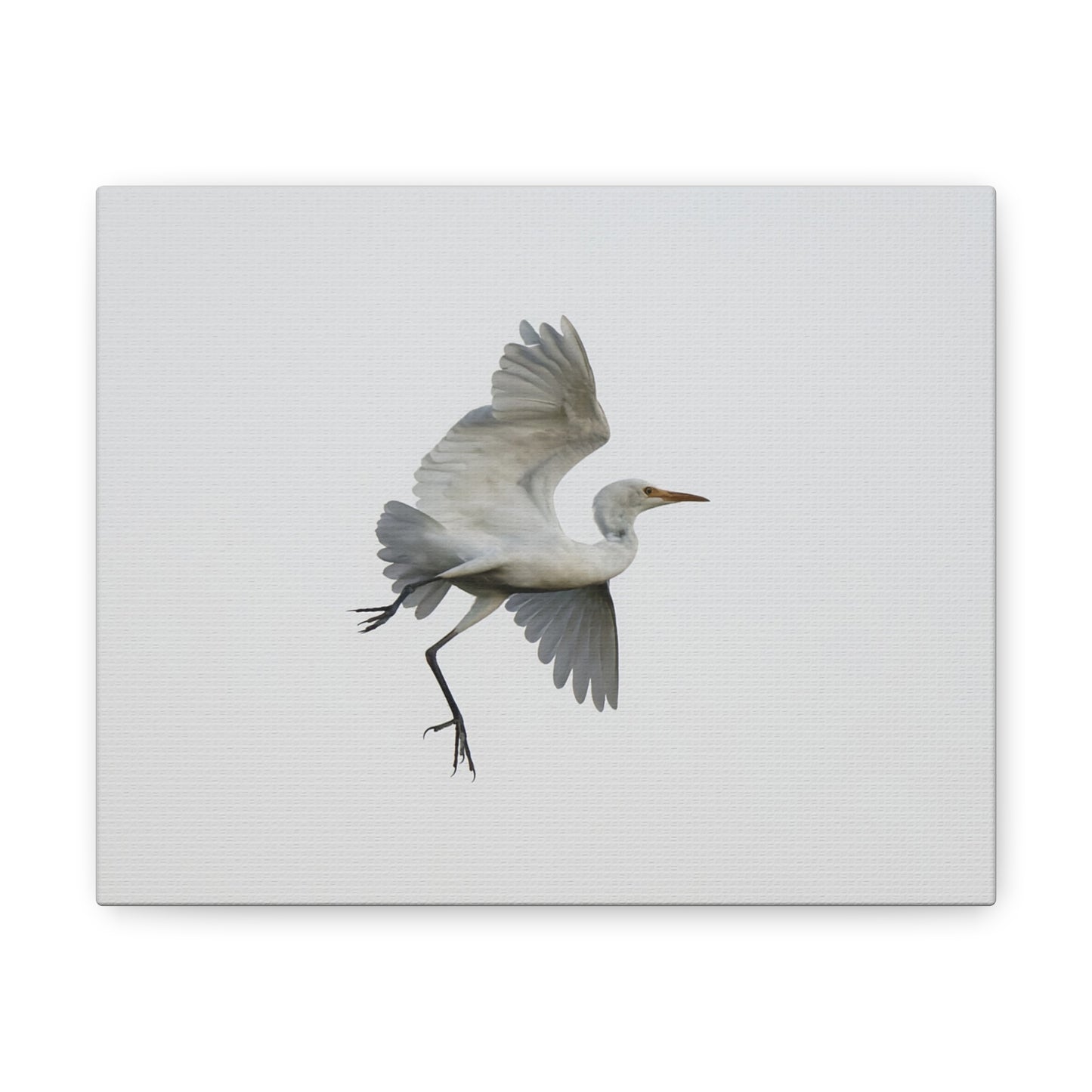 Flying Bird Canvas Gallery Wraps